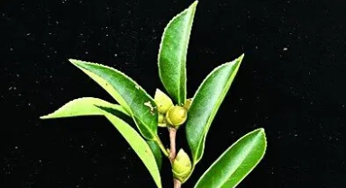 海南發(fā)現(xiàn)油茶新物種